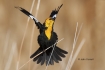 Blackbird;One;Xanthocephalus-xanthocephalus;Yellow-headed-Blackbird;avifauna;bir